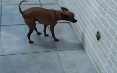 “带狗回家外挂式运输”引发社会热议：安全与道德的边界在哪里？