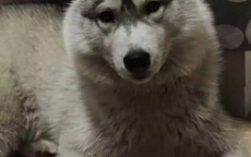 狗爷爷的智慧：探寻其行为的深层含义