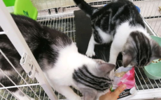 “虎虎我啊 真的吃不动了”