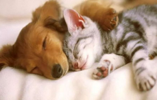 14岁男孩与猫狗同睡同吃，双眼险失明，警惕宠物共患病