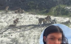 海滩命案：女子尸体遭野狗包围，警方回应调查进展