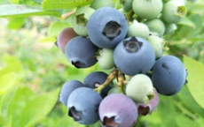 蓝莓巨无霸：一个顶俩的甜蜜诱惑