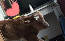 我仅有的三个状态